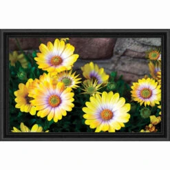 Sunrays Creations Needlearts Painted Daisies Counted Cross-Stitch Chart